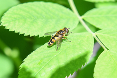Helophilus obscurus