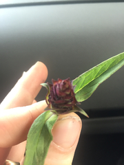 Prunella vulgaris lanceolata