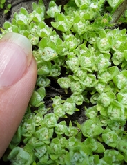 Psilocarphus brevissimus