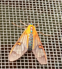 Cosmosoma cingulatum