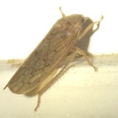 Ponana rubida