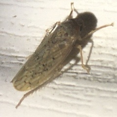 Ponana rubida