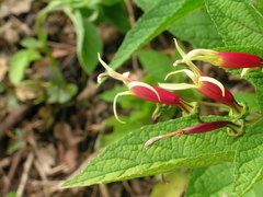 Siphocampylus orbignianus