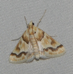 Pseudoschinia elautalis