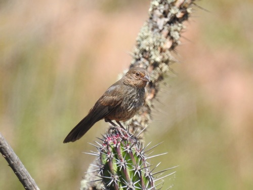 Anthony’s California Towhee