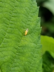 Chyromyidae