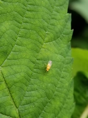 Chyromyidae
