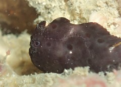 Painted Frogfish photo 2