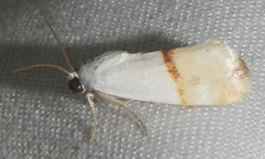 Ponometia elegantula