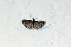 Alucita montana