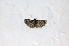 Alucita montana