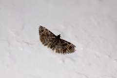 Alucita montana