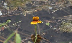 Helenium amphibolum