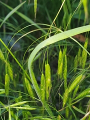 Bromus