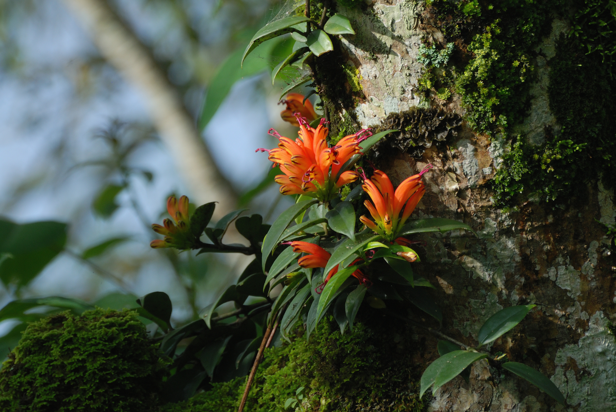 Aeschynanthus parasiticus