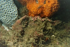 Aploactisoma milesii