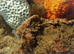 Aploactisoma milesii