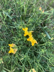 Lotus corniculatus