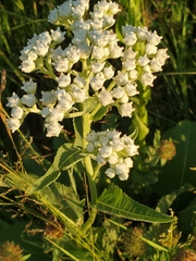 Parthenium integrifolium