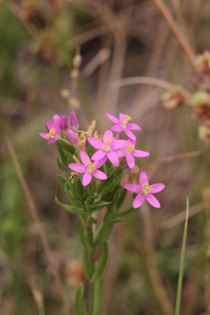 Centaurium tenuiflorum (Madeira Pflanzen Aquifoliales, Dipsacales ...