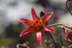 Lilium bolanderi