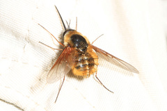 Bombylius mexicanus