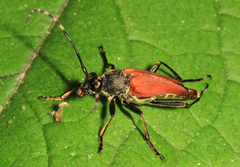 Brachyleptura brevis