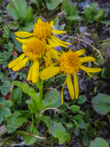 Packera dimorphophylla var. dimorphophylla