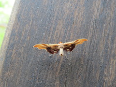 Thyrididae