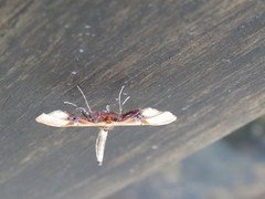Thyrididae