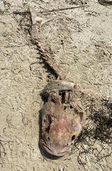 Rachycentron canadum