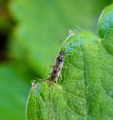 Dicyphus hesperus