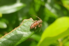 Eupogonius tomentosus