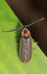 Lucidota punctata