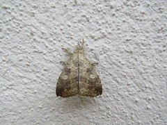 Ephoria lybia