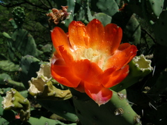 Opuntia quimilo