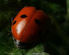 Hippodamia variegata