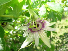 Passiflora morifolia