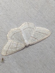 Protitame subalbaria