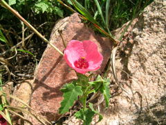 Pavonia revoluta