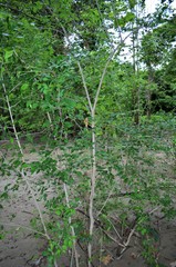 Forestiera acuminata