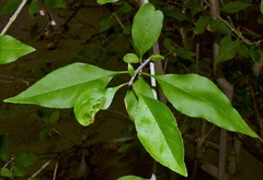 Forestiera acuminata