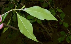 Forestiera acuminata