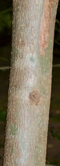 Forestiera acuminata