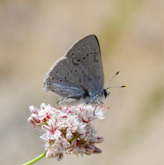 Satyrium sylvinus