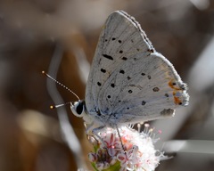 Tharsalea xanthoides