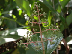 Miconia affinis