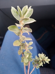 Croton nitrariifolius