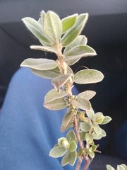 Croton nitrariifolius