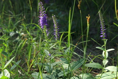 Veronica spicata